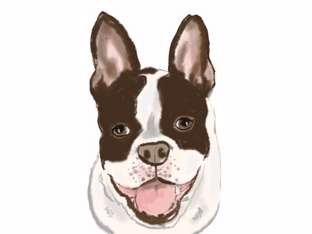 Illustration, boston terrier, dog, animal, 