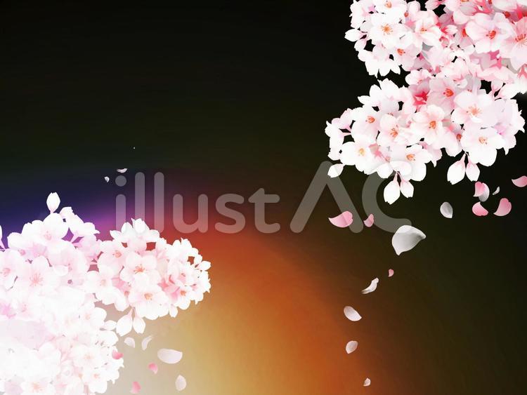 CGー景色素材１０『夜桜』 桜,夜桜,黒のイラスト素材