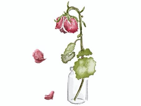　枯れてしおれた花瓶のバラの花 バラ,花瓶,枯れる,しおれる,散る,花びら,花,赤,植物,咲くのイラスト素材