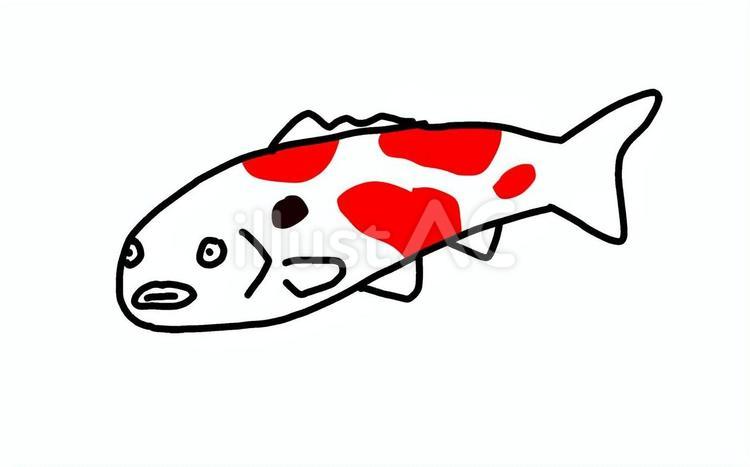 やる気の無い鯉 魚,鯉,ゆるいのイラスト素材
