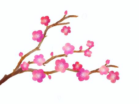 春の花　枝付き　イラスト 梅,手描き,手書き,筆,梅の木,水彩,梅の花,蕾,新年,挿絵のイラスト素材