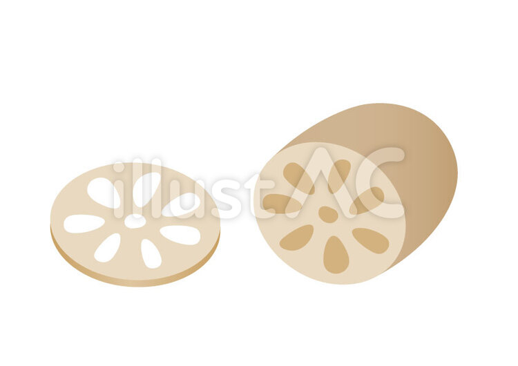 蓮根 蓮根,野菜,根菜のイラスト素材