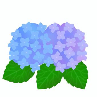 Illustration, hydrangea, flower, leaf, JPG and PNG