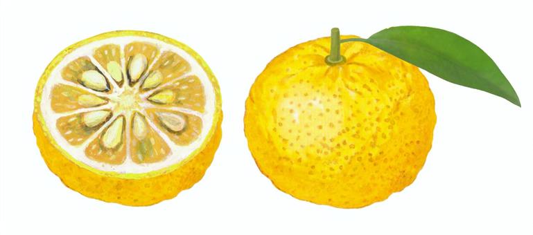 柚子 - 2 柚子,ゆず,半分,断面,種,葉っぱ,果物,香り,食べ物,食材のイラスト素材