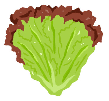 新鮮な一枚のサニーレタス サニーレタス,野菜,一枚,アイコン,緑黄色野菜,農業,食べ物,葉,食材,八百屋のイラスト素材