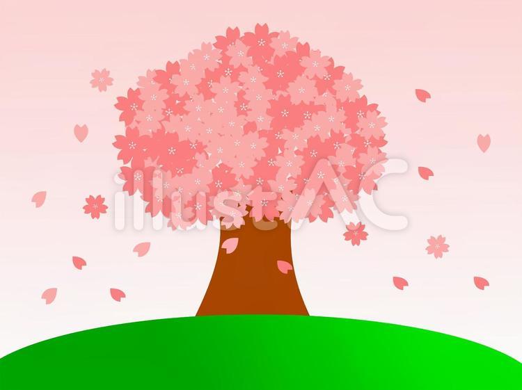 一本桜　満開　ピンク背景 春先,春,ピンクのイラスト素材