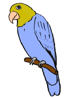 オウム オウム,小鳥,インコ,可愛い,愛らしい,飛ぶ,飼う,生物,綺麗,鳴くのイラスト素材