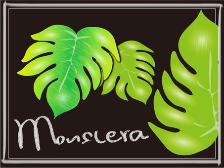 L-0008 チョーク：モンステラ 植物,モンステラ,ハワイ,葉,緑,フラワー,チョーク,チョークアート風,黒板,手描きのイラスト素材