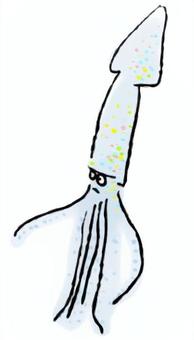 イカ イカ,水イカ,泳ぐ,海洋生物,食べ物,生き物,かわいいのイラスト素材