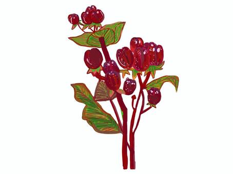 赤い実の成る枝 ヒペリカム,赤い,実,葉,枝,二本のイラスト素材