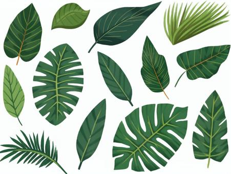 Illustration, foliage plant, potted plant, leaf, 