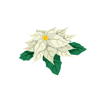 ポインセチア　白色 (1輪)