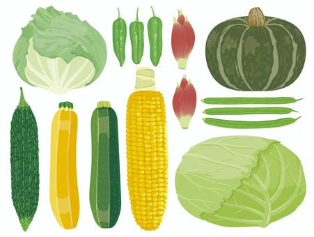 Illustration, летние овощи, салат-латук, зеленый перец, 