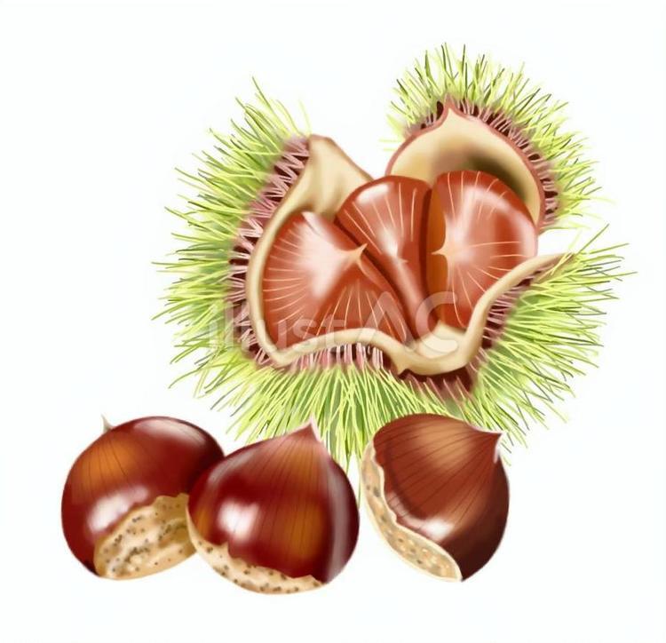 秋の味覚　栗のイラスト　いがぐり 栗,イガ,秋のイラスト素材