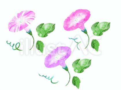 ピンクの朝顔のイラストセット