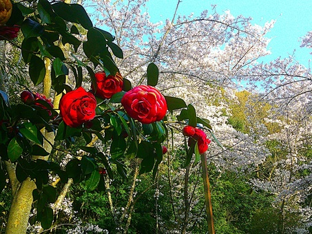 春の色合い 赤,カラー,表紙,季節,背景のイラスト素材
