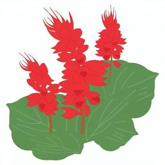 Illustration, salvia, higoromoso, chime grass, 