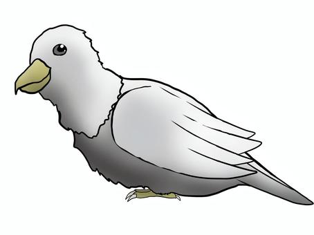 Illustration, bird, gray, a feather, 