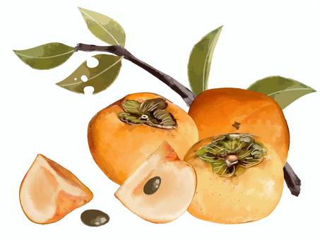 かき 柿,果物,秋,食べ物,俯瞰,葉っぱ,ボタニカル,カキ,枝木,樹木のイラスト素材