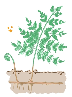 中学理科イヌワラビ 中学理科,理科,生物,イヌワラビ,植物のイラスト素材