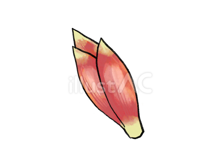 ミョウガ ミョウガ,野菜,薬味のイラスト素材