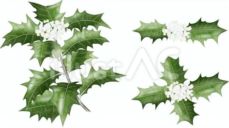 ヒイラギ 4イラスト No 無料イラストなら イラストac