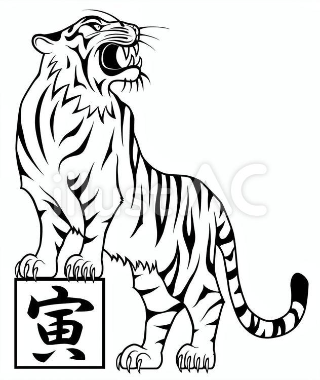虎　寅　白背景 トラ,寅,吠えるのイラスト素材