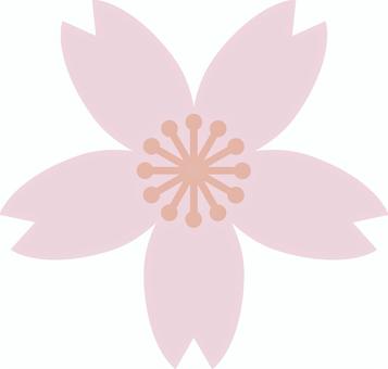 サクラの花