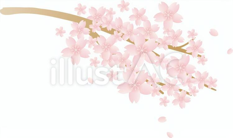 桜 桜の枝,桜の木,素材のイラスト素材