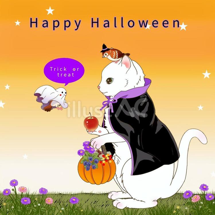 ハロウィンの白猫とすずめ(グラデ ハロウィン,猫,鳥のイラスト素材