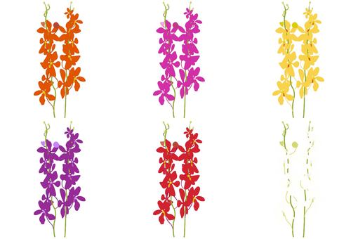 Illustration, mokara, run, flower, 