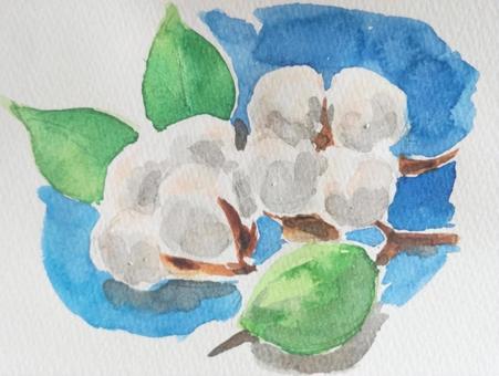 綿 綿,種子毛,植物,コットン,柔らかいのイラスト素材