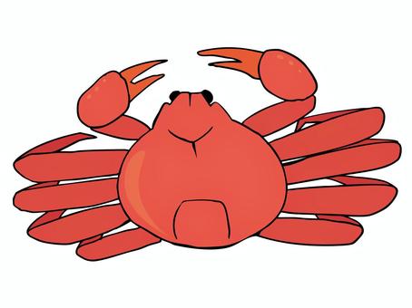 蟹 蟹,甲殻類,海産物,食べ物,はさみ,主線あり,イラスト素材,広告,チラシ,cmのイラスト素材