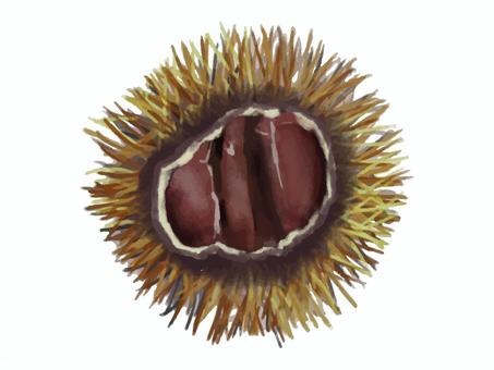 いがぐり 毬栗,栗,殻,茶色,栗拾い,くり,収穫,旬,季節,割れるのイラスト素材