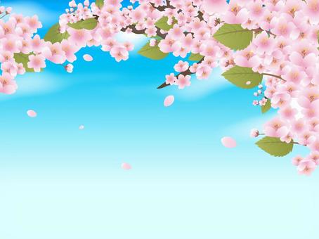 Sakura 02, spring, cherry blossoms, cherry blossoms, JPG, PNG and AI