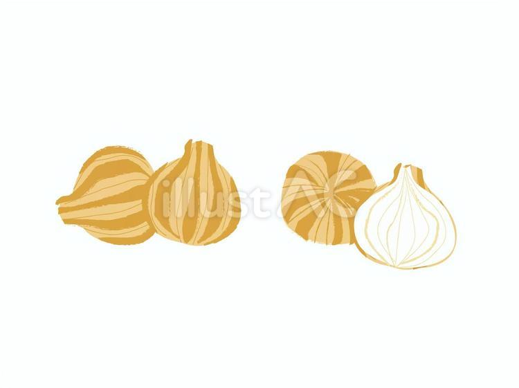 タマネギ_01 タマネギ,野菜,食べ物のイラスト素材
