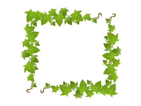 Ivy Ivy