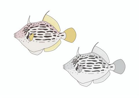 Kawahagi, JPG, PNG and AI Kawahagi, kawahagi, puffers, sea fish, JPG, PNG and AI
