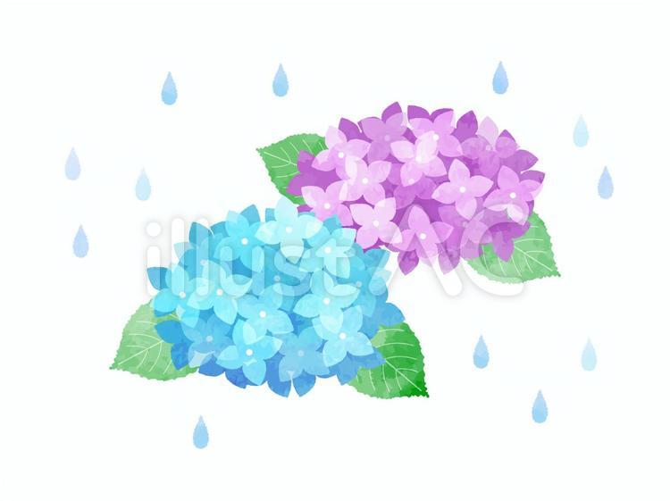 梅雨・雨・紫陽花・アジサイ・水彩風 あじさい,梅雨,雨のイラスト素材