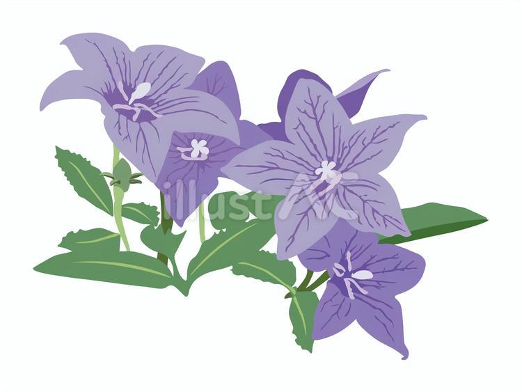 七草だけど夏の花桔梗（キキョウ） 7月,秋の七草,永遠の愛のイラスト素材