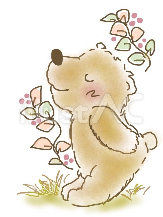 くまさん 熊,クマ,くまのイラスト素材