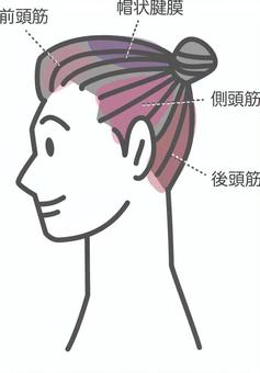 頭皮 頭皮,女性,前頭筋,後頭筋,側頭筋,帽状腱膜,図解,名称,頭部のイラスト素材