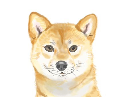 柴犬 柴犬,日本犬,犬,ペット,リアル,手描きのイラスト素材