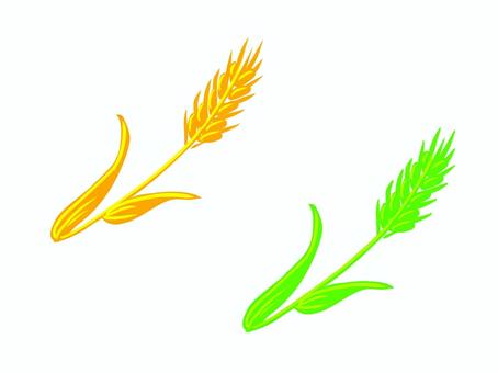麦 麦 麦,穂,植物,作物,草,実のイラスト素材