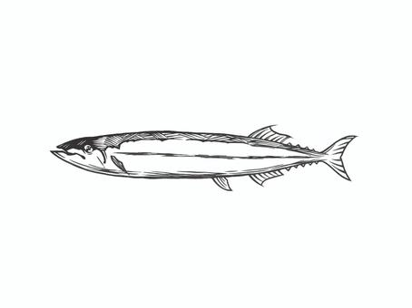 秋の味覚を代表する魚の秋刀魚（さんま） 秋刀魚,秋の味覚,海水魚,サンマ,焼き魚,大漁,魚,食用,海産物,手描きのイラスト素材