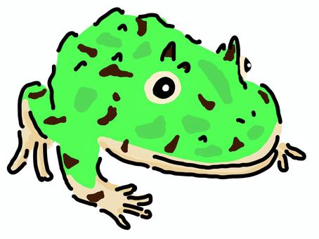Horned frog, Horned frog, belt frog, white background, whole body,