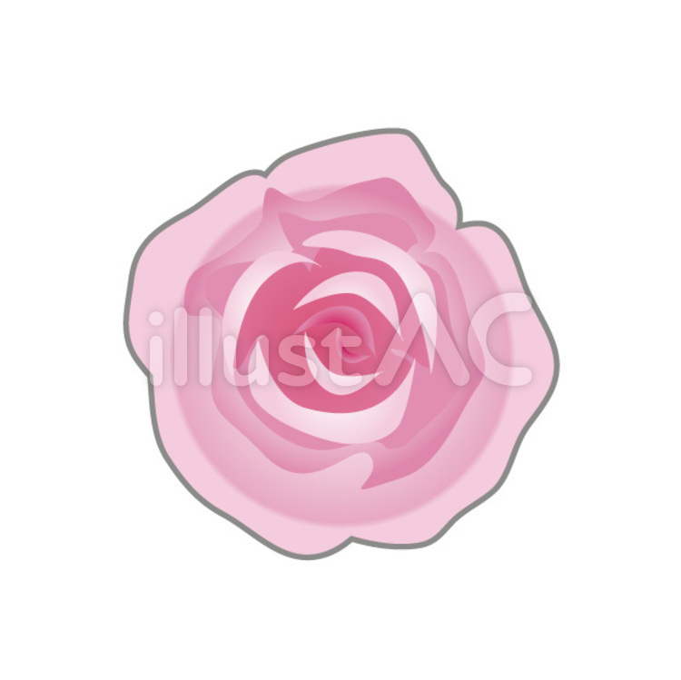 薔薇 薔薇,ピンク,ジューンブライドのイラスト素材