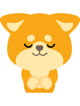 柴犬俯く 柴犬,俯く,礼,お辞儀,謝罪,謝る,かがむ,犬,ドッグ,動物のイラスト素材