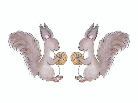 くるみを持つエゾリス 2匹 くるみを持つエゾリス 2匹 エゾリス,リス,2匹,秋,冬,横向き,向かい合う,冬毛,冬支度,手描きのイラスト素材