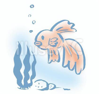 金魚
